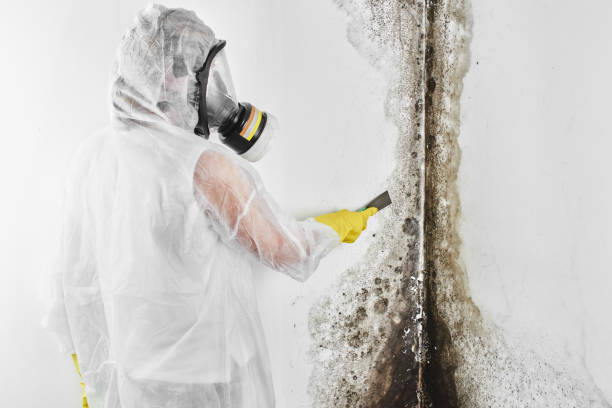 Best White Mold Remediation in Ferrum, VA