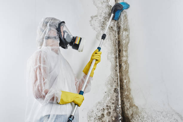 Ferrum, VA Mold Remediation Company