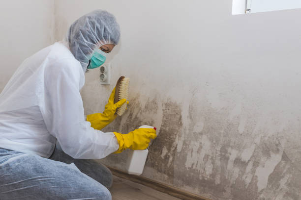 Best DIY Mold Remediation Support Services in Ferrum, VA