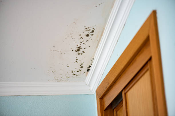 Best Post-Flood Mold Remediation in Ferrum, VA