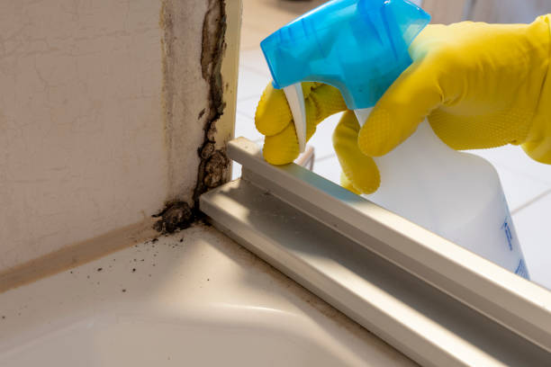 Best Insurance-Related Mold Remediation in Ferrum, VA