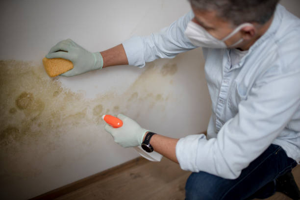 Reliable Ferrum, VA Mold Remediation Solutions