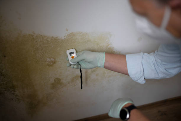 Best Bathroom Mold Remediation in Ferrum, VA