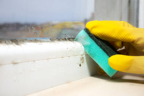 Best Industrial Mold Remediation in Ferrum, VA