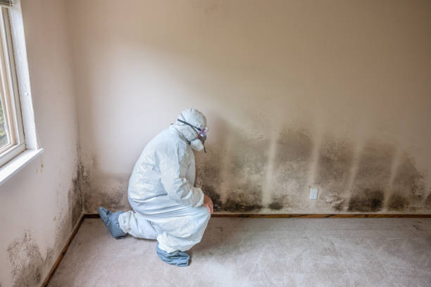 Best Post-Remediation Services in Ferrum, VA