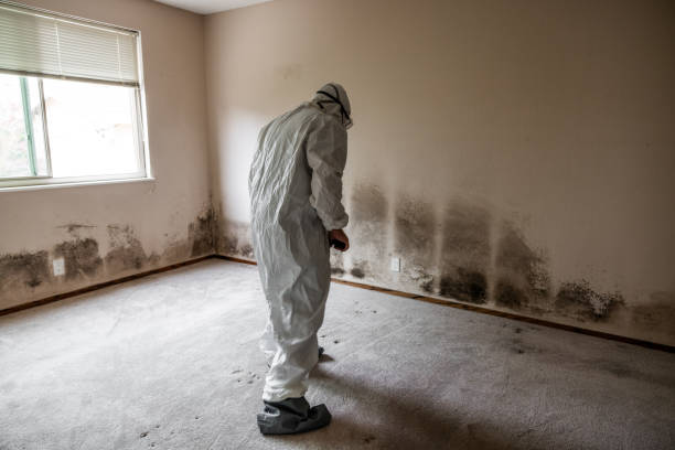 Best Mold Remediation for Specific Building Types in Ferrum, VA