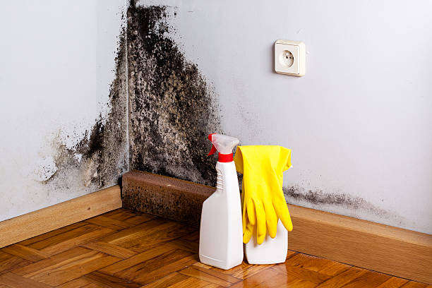 Best White Mold Remediation in Ferrum, VA